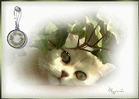 Amore_di_gatto.gif