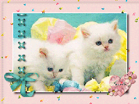 gatti.gif