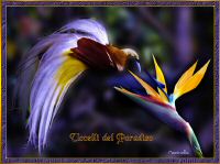 bird of paradise.jpg